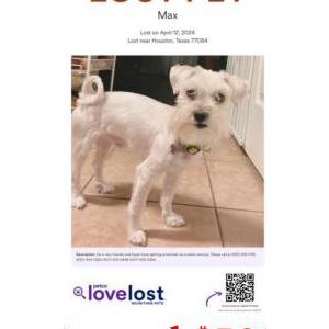 Lost Dog Max