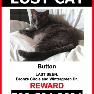 Lost Cat Button