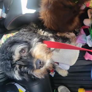 Lost Dog Rugby