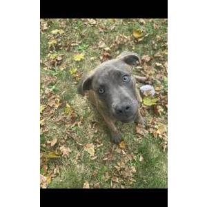 Lost Dog shilo