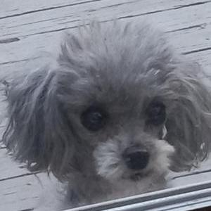 Lost Dog Preston