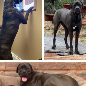 Lost Dog Huckleberry