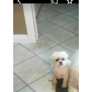 Image of Lulu, Lost Dog