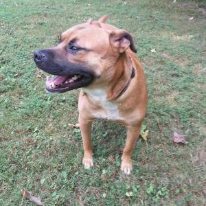 Lost Dog Rex