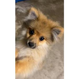 Lost Dog Coco