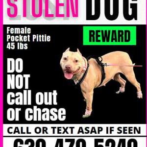 Lost Dog Honey (Envy)