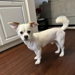 Lost Dog Koda