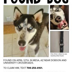 Image of unknown, Found Dog