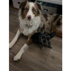 Lost Dog Dally