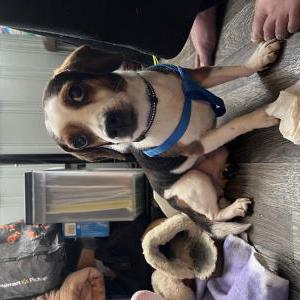 Lost Dog Snooper/Snoopy