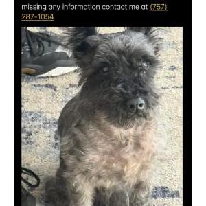 Lost Dog Jayson