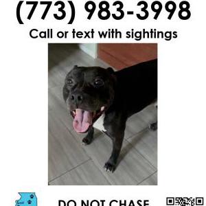 Image of GUCCI, Lost Dog