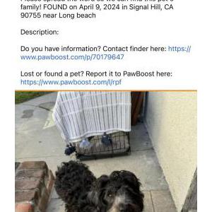 Found Dog Unknown