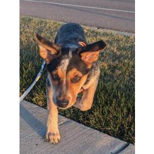 Lost Dog Luna