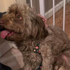 Found Dog Unknown