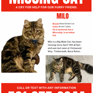 Lost Cat Milo