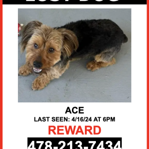Lost Dog Ace