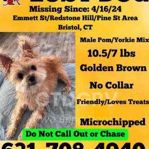 Lost Dog Fievel Haimindra