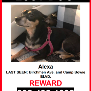 Lost Dog Alexa