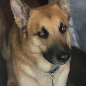 Image of Hunter, Lost Dog