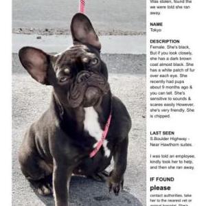 Image of Tokyo, Lost Dog