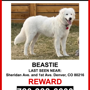 Image of Beastie, Lost Dog