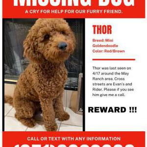 Image of Thor, Lost Dog