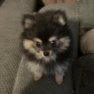 Lost Dog Scout