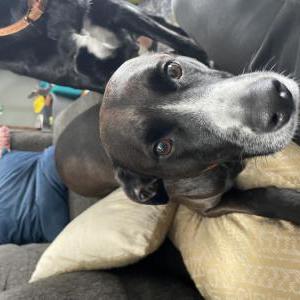 Lost Dog Rollo