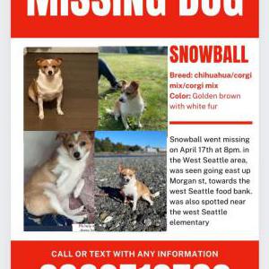 Lost Dog Snowball