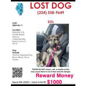 Lost Dog Sol