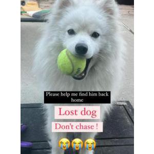 Image of Tofu, Lost Dog