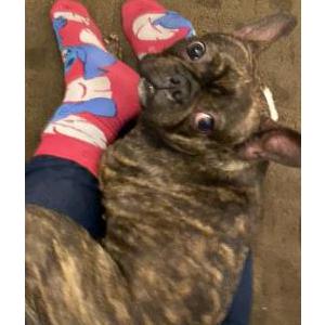 Lost Dog Ginger