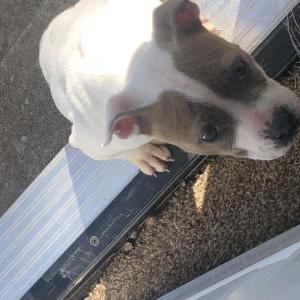 Lost Dog Honeybleu
