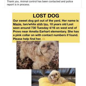 Lost Dog Mazie