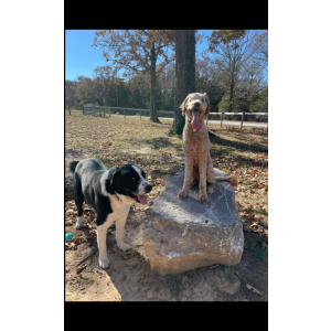 Image of Duke and Molly, Lost Dog