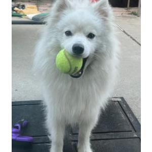 Image of Tofu, Lost Dog