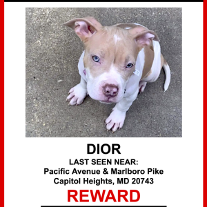 Image of Dior, Lost Dog