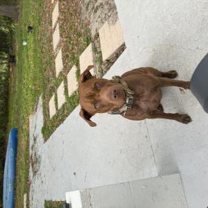 Lost Dog Brownie