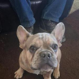Lost Dog Patches