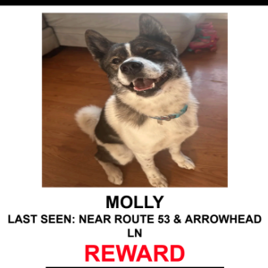 Image of Molly, Lost Dog