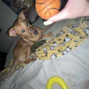 Lost Dog Tebo