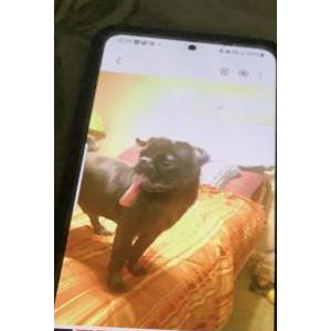 Image of Blue, Lost Dog