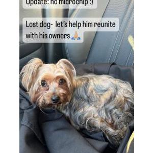 Image of Unknown, Lost Dog