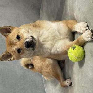 Lost Dog doge