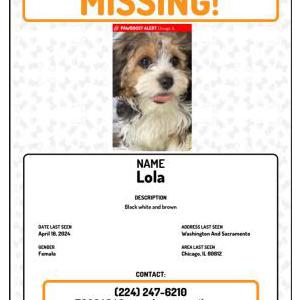 Image of Lola, Lost Dog