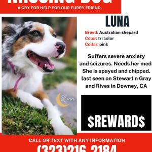 Lost Dog Luna