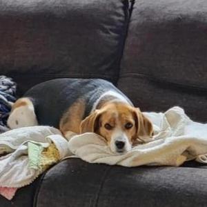 Lost Dog Daisy
