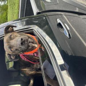 Found Dog Unknown