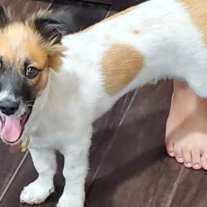 2nd Image of ROCKY, Lost Dog